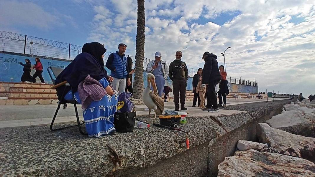 Bir anda sahilde belirdi, görenler telefona sarıldı! O kentin adeta maskotu oldu 7